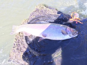 Both fish pictured here about between 20 and 21" long and about 3.5 pounds.