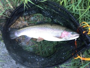 Not long after this trip, I upgraded to a much larger net.