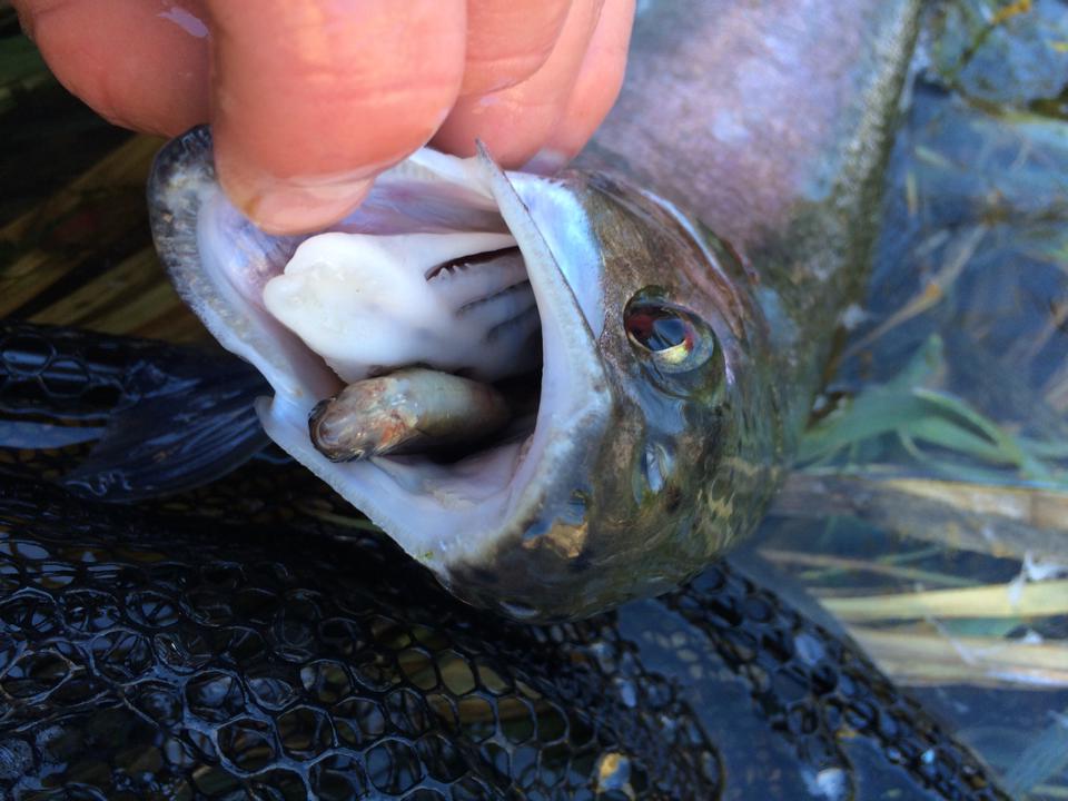 Klamath River Redbands feed heavily on minnows during the fall, including introduced Fathead Minnows, like the one in this fish's mouth.