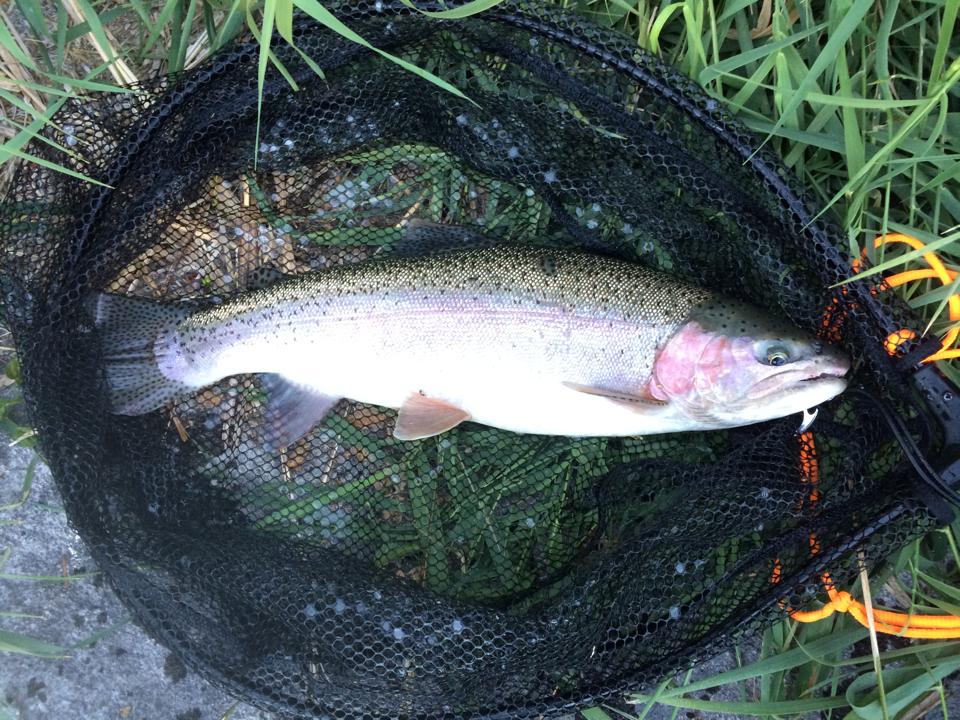 October can yield multiple 3+ pound fish in a day, like this 20 1/4" 3.375 pounder caught the day of this story.