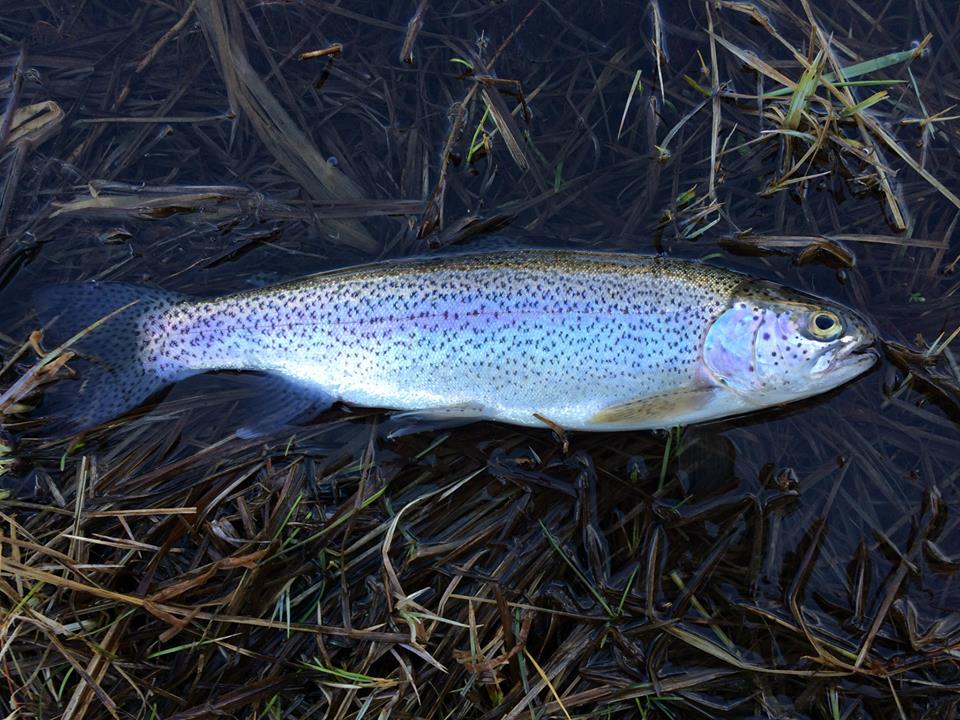 species-1-rainbow-trout-caughtovgard