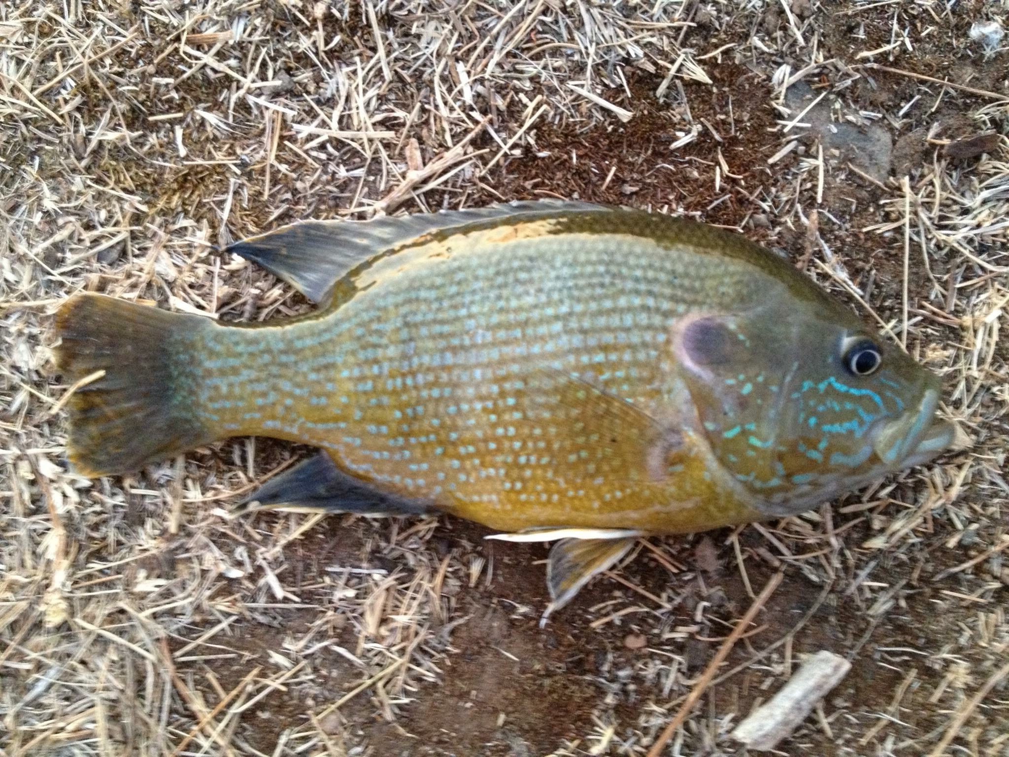 Green Sunfish