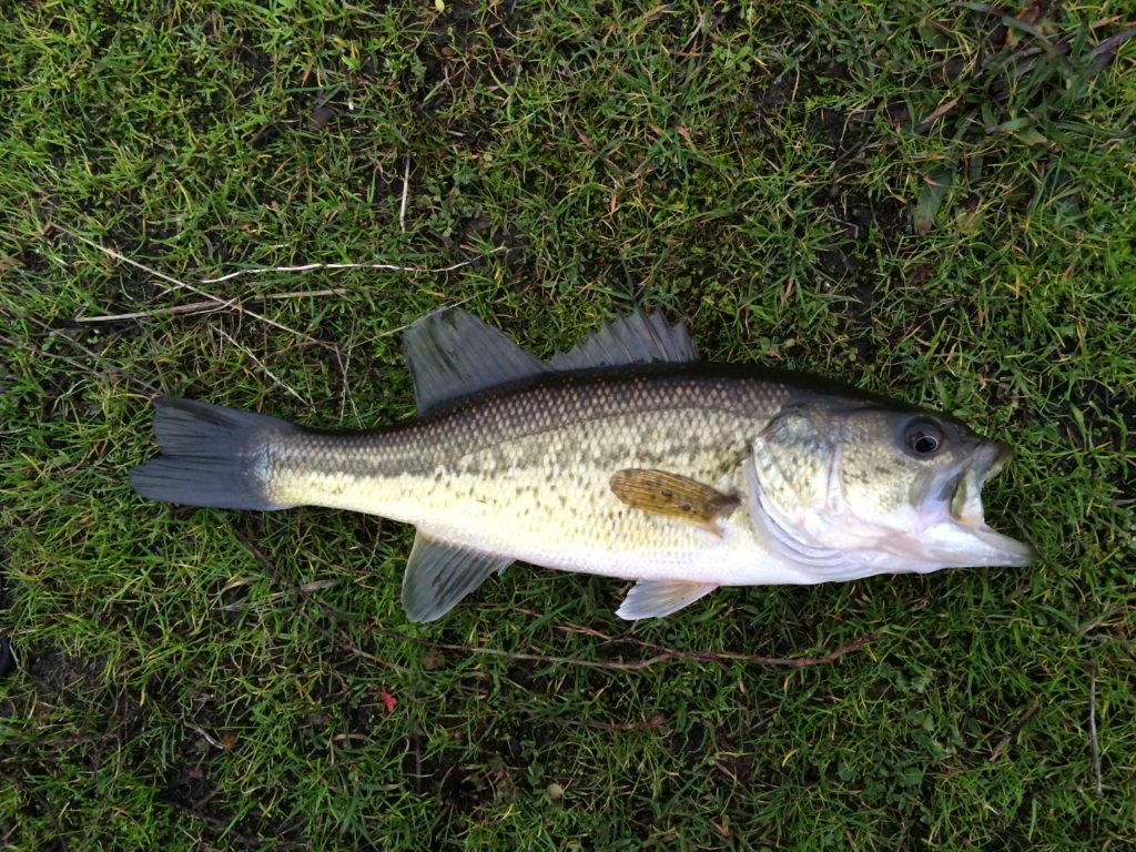 Species 6 — Largemouth Bass CaughtOvgard