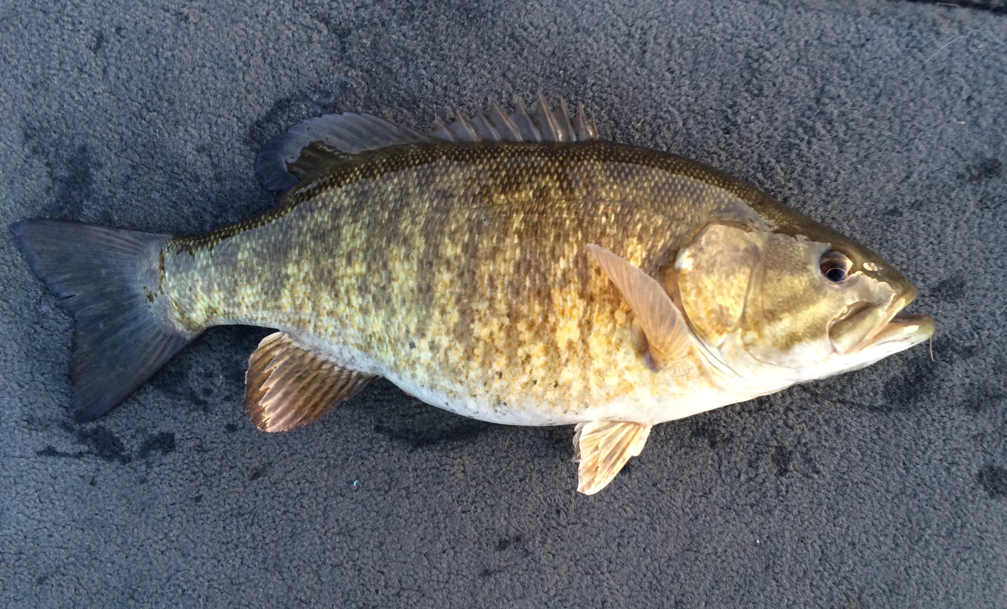 Smallmouth Bass Pictures