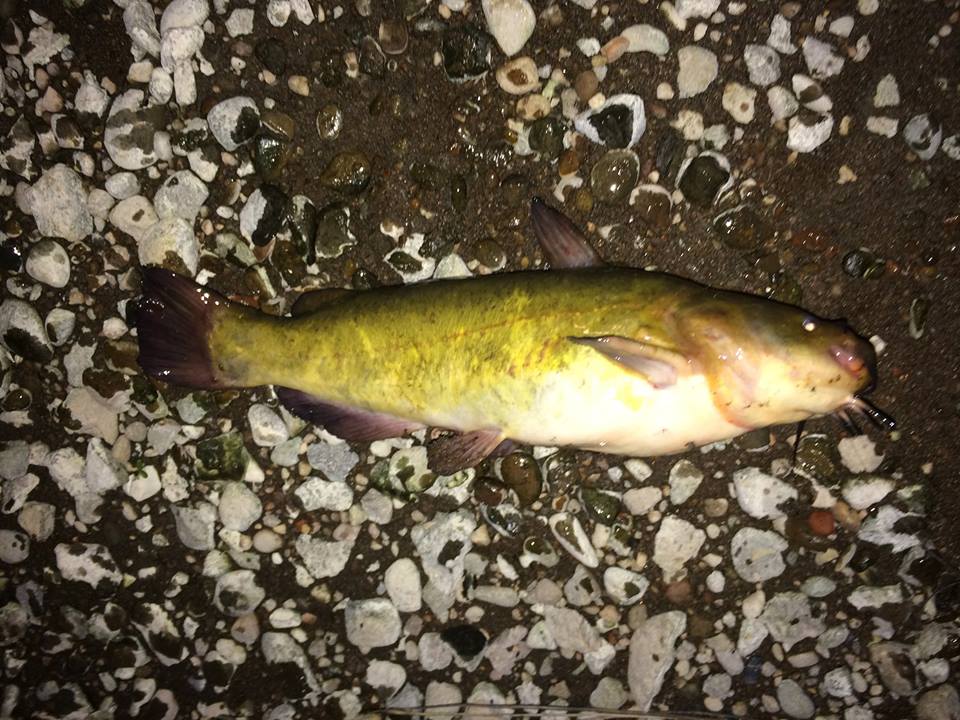 fishing planet brown bullhead michigan