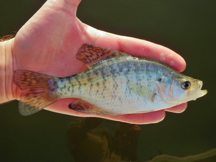 Species #16 — White Crappie – CaughtOvgard