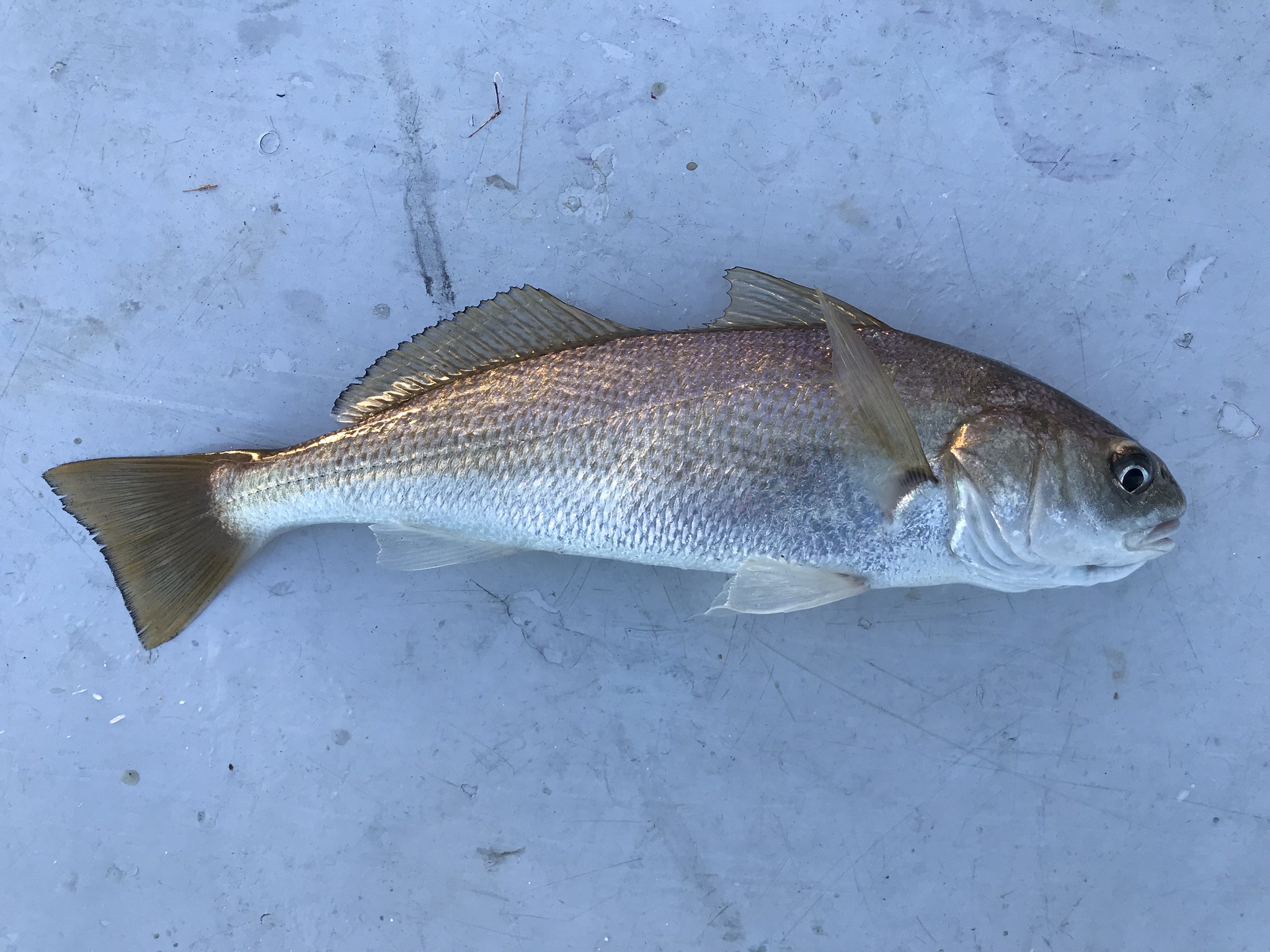 White Croaker - Pier Fishing in California