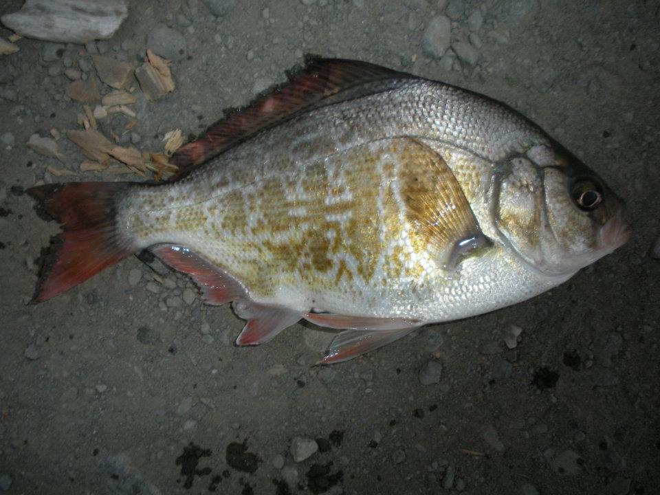 Fishing for Redtail Surf Perch Along the Oregon Coast