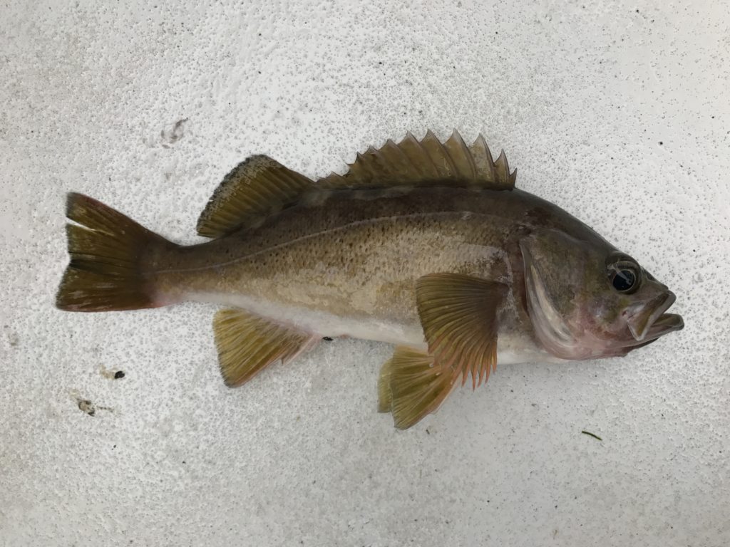 Species #26 — Yellowtail Rockfish | CaughtOvgard