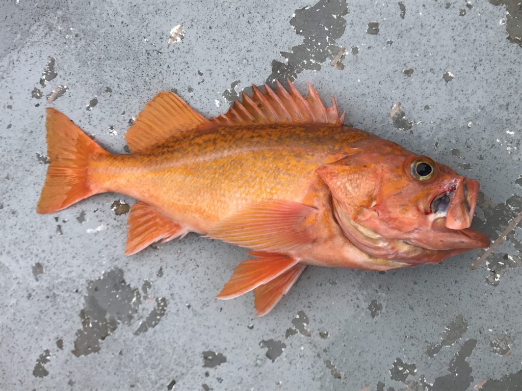 Species 36 — Canary Rockfish CaughtOvgard