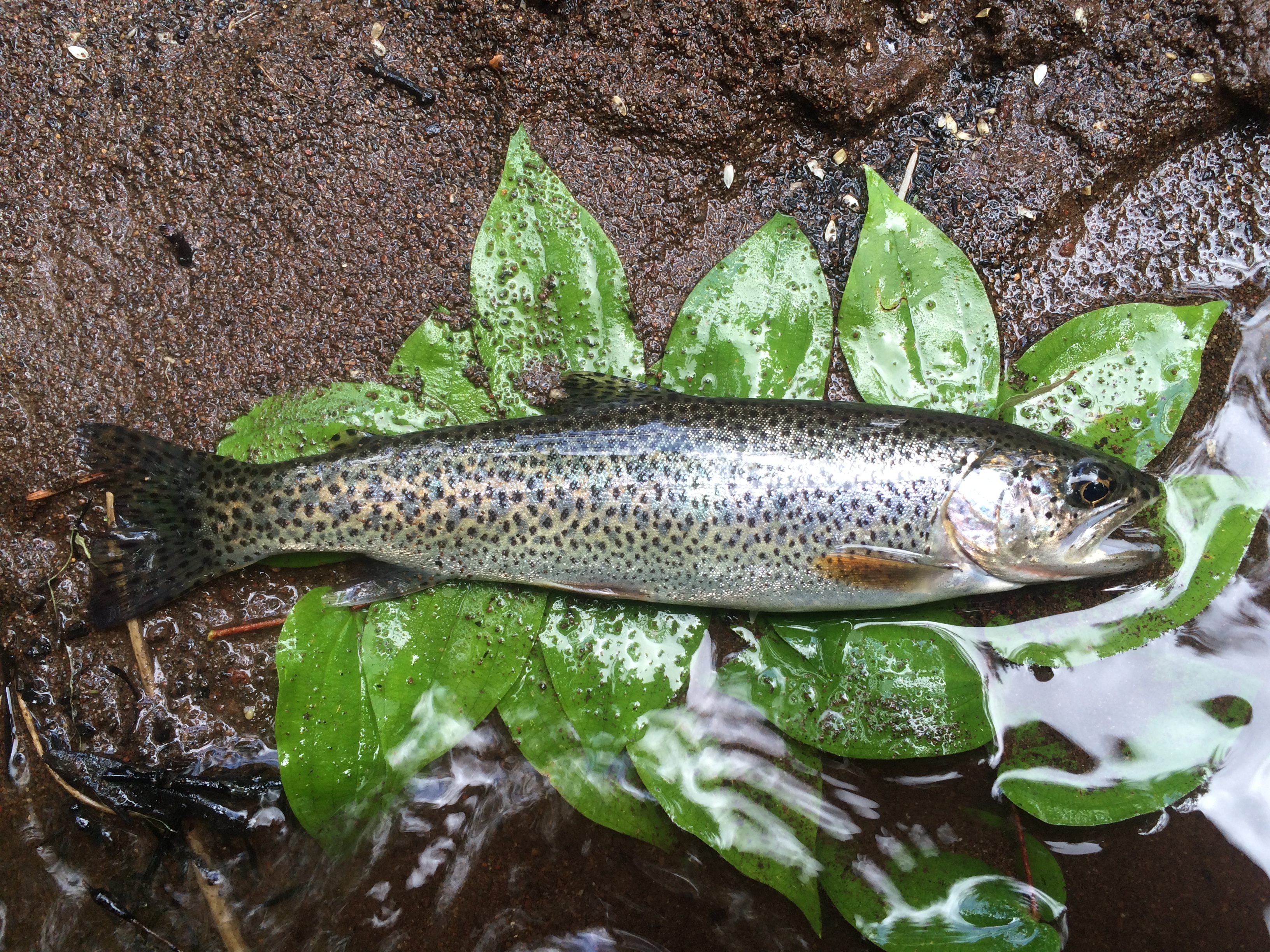 cutthroat trout