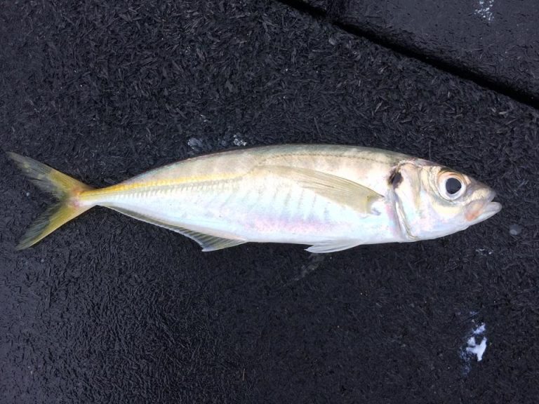 Species 52 — Jack Mackerel CaughtOvgard