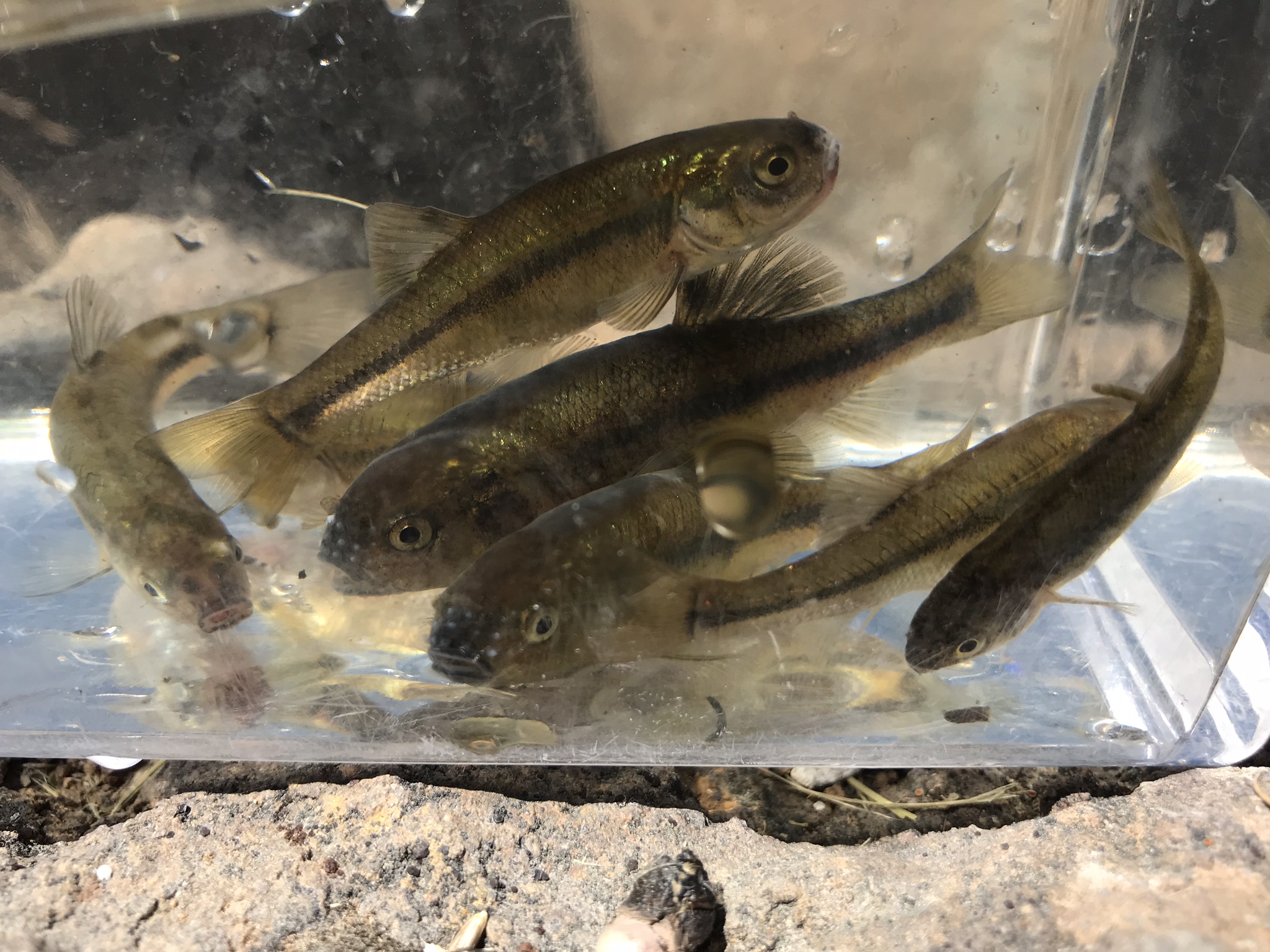 Species #63 — Fathead Minnow – CaughtOvgard