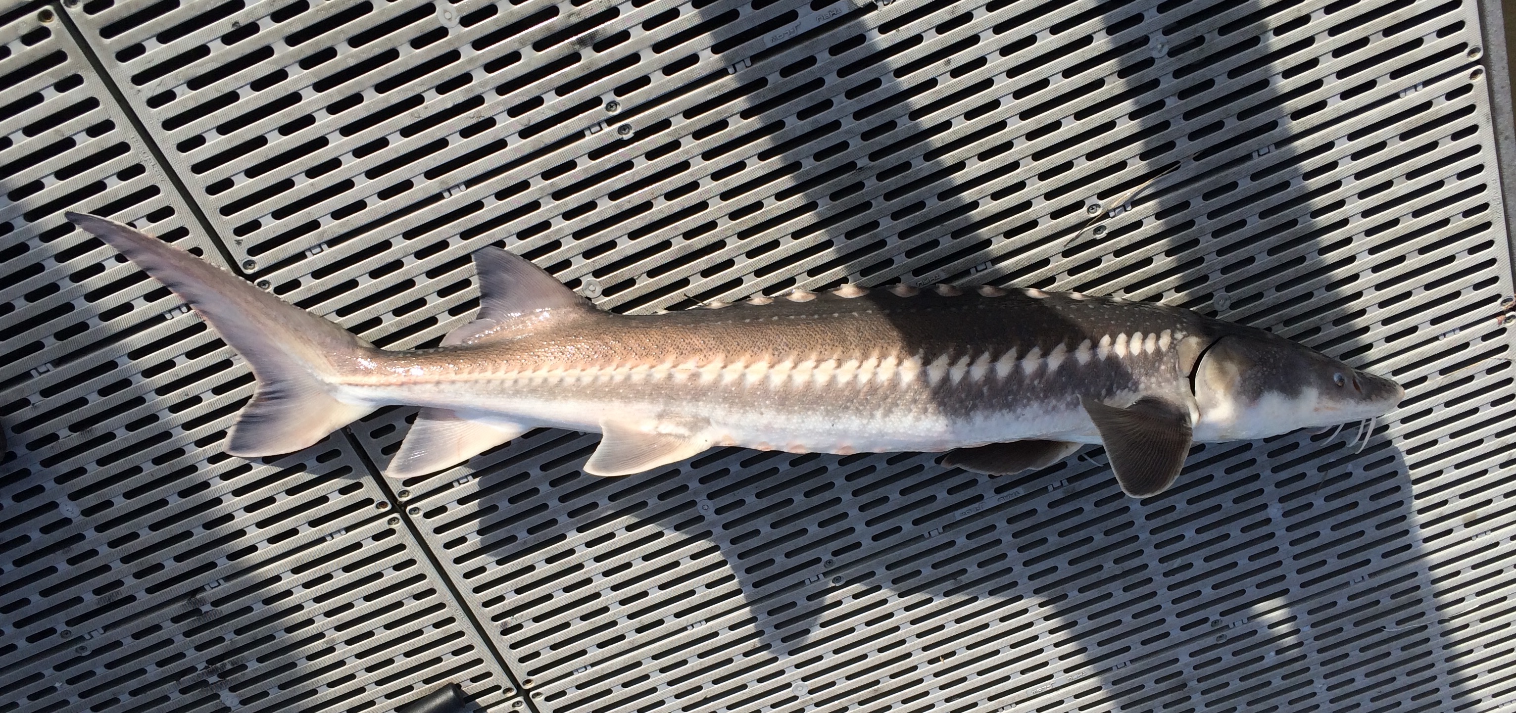 species-62-white-sturgeon-caughtovgard