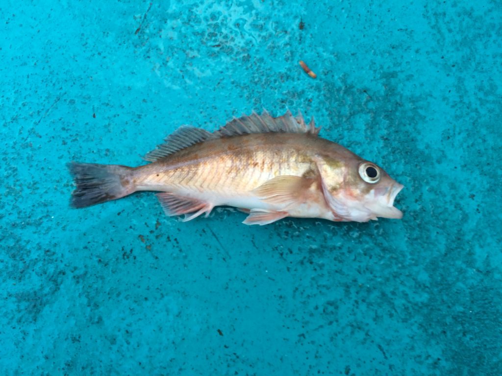 Species 61 — Widow Rockfish CaughtOvgard