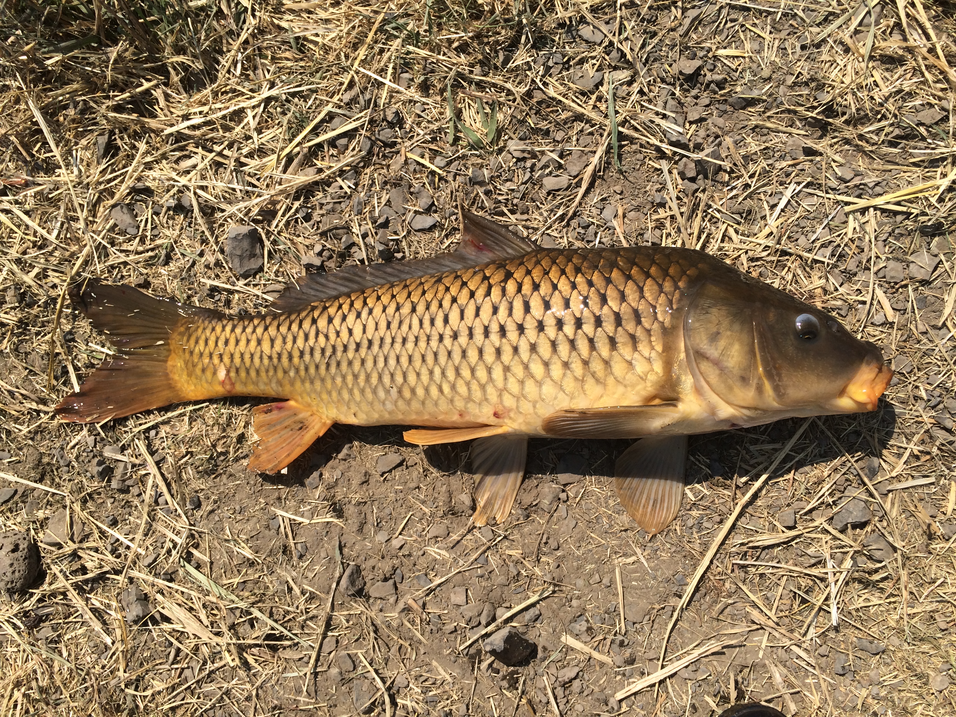 La pesca della carpa con la carne - Carp