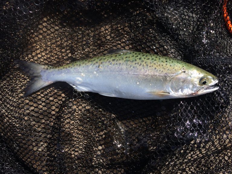 Species 50 Chinook Salmon CaughtOvgard