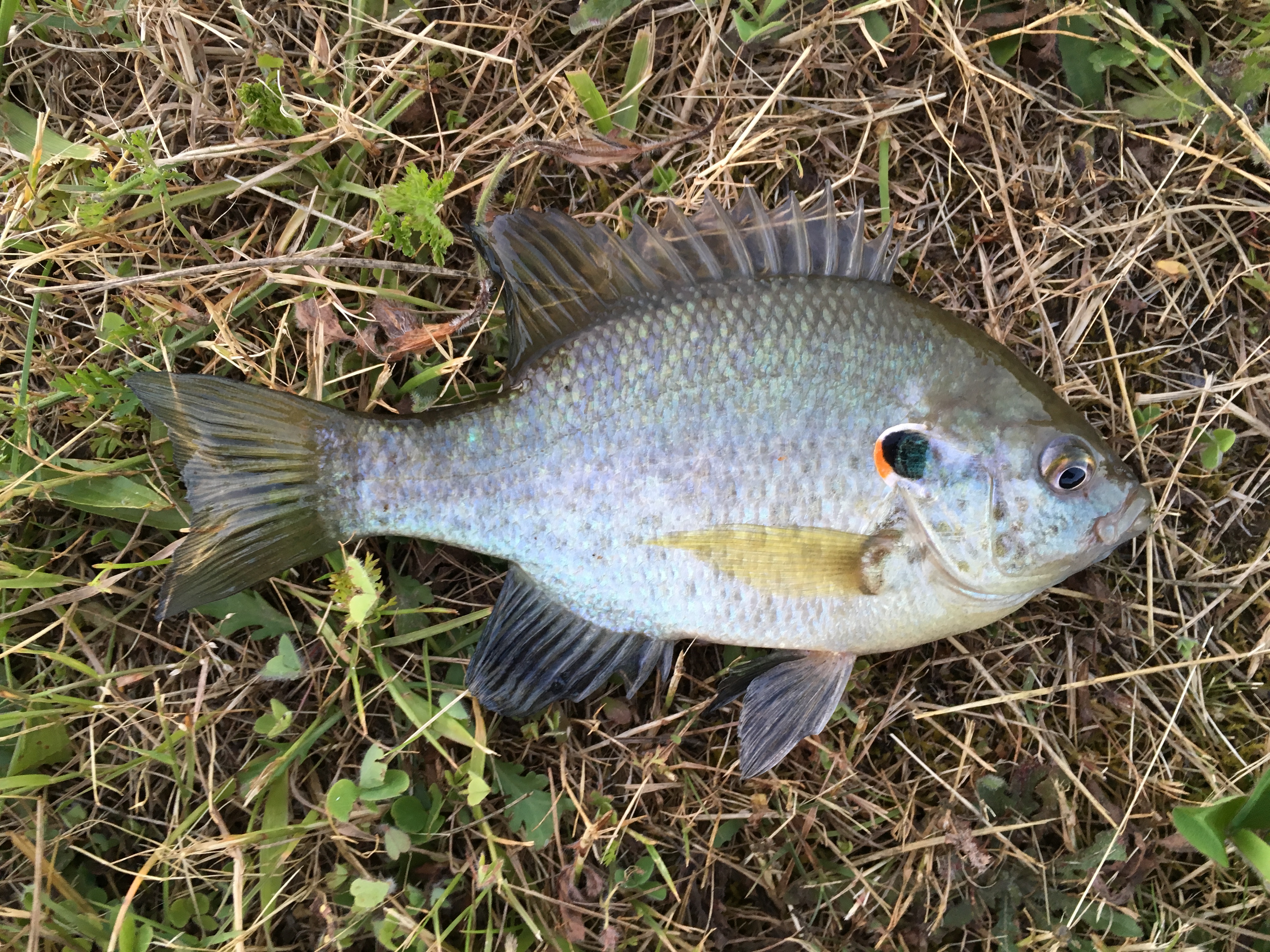 Species #74 — Redear Sunfish – CaughtOvgard