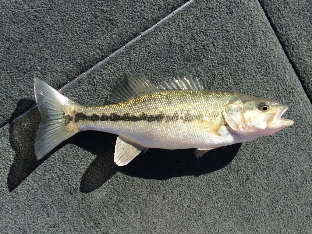Species 72 — Spotted Bass CaughtOvgard