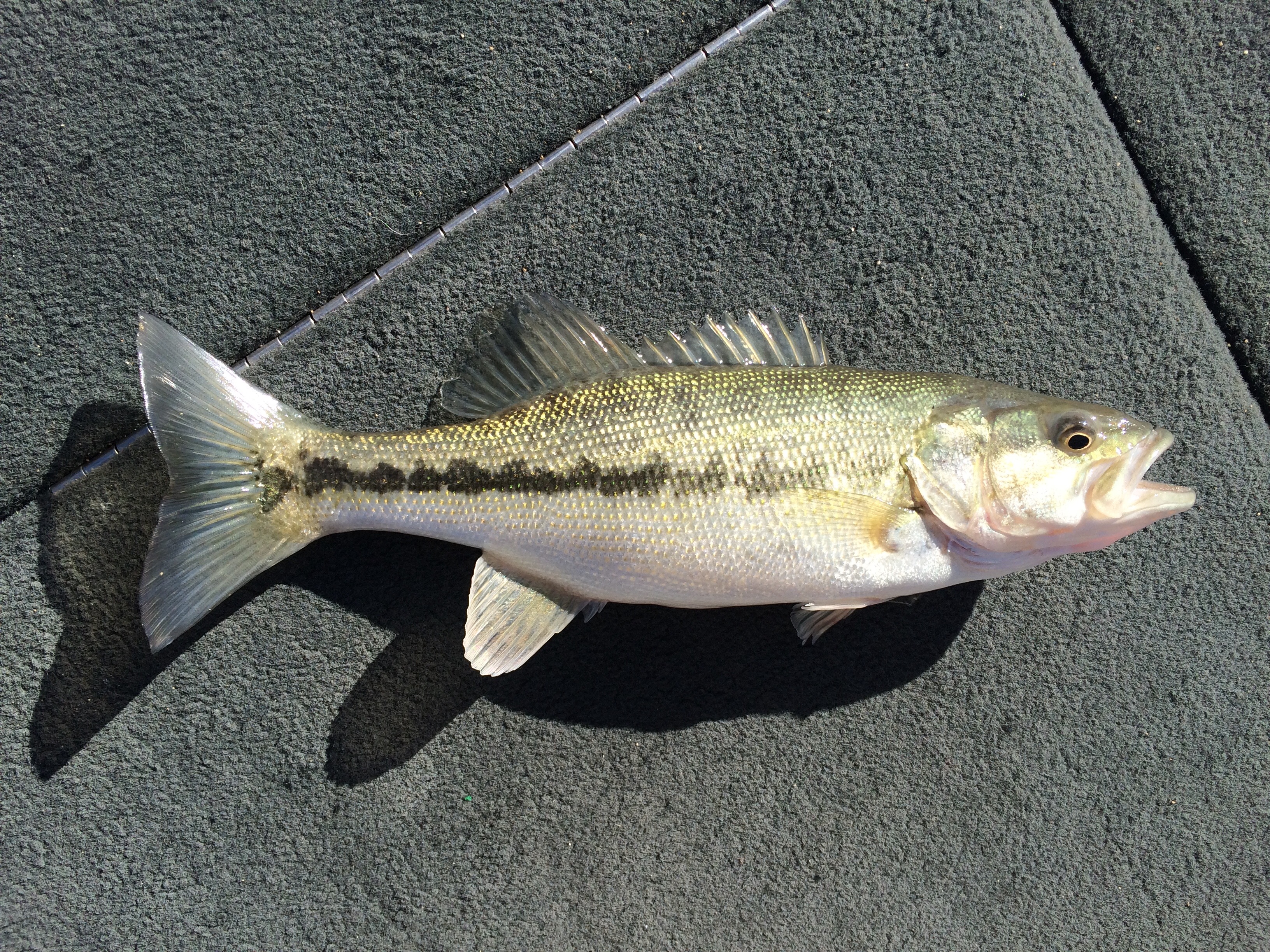 Species #72 — Spotted Bass – CaughtOvgard