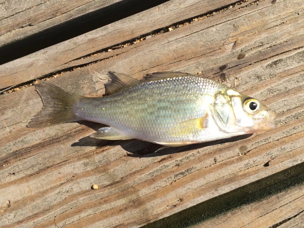 Species 68 — White Perch CaughtOvgard