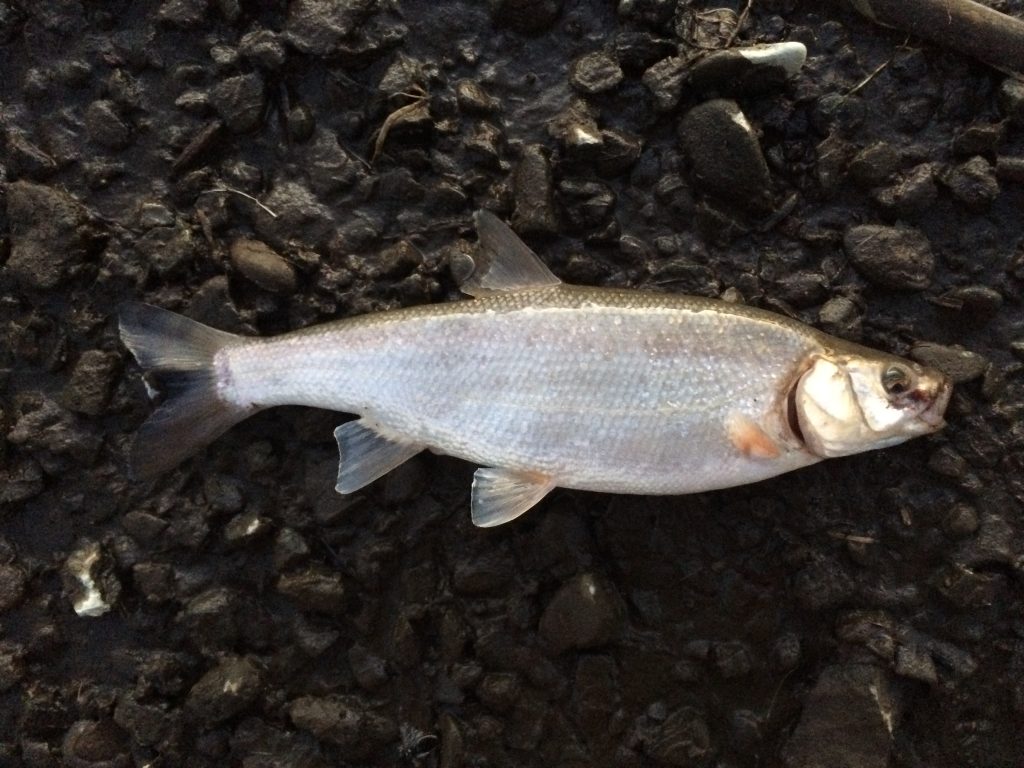 Species #77 — Blue Chub | CaughtOvgard