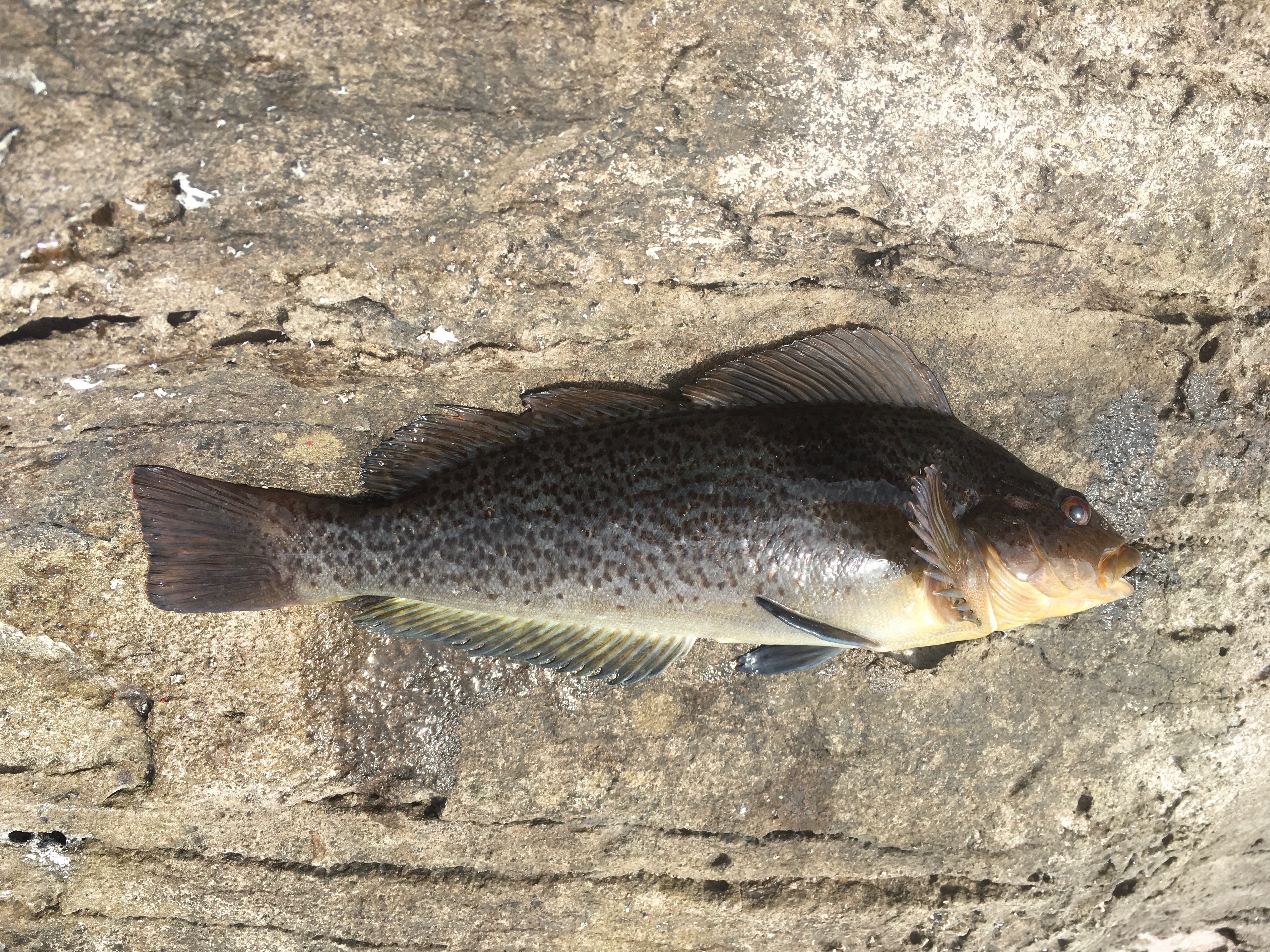 Species #81 — Whitespotted Greenling | CaughtOvgard