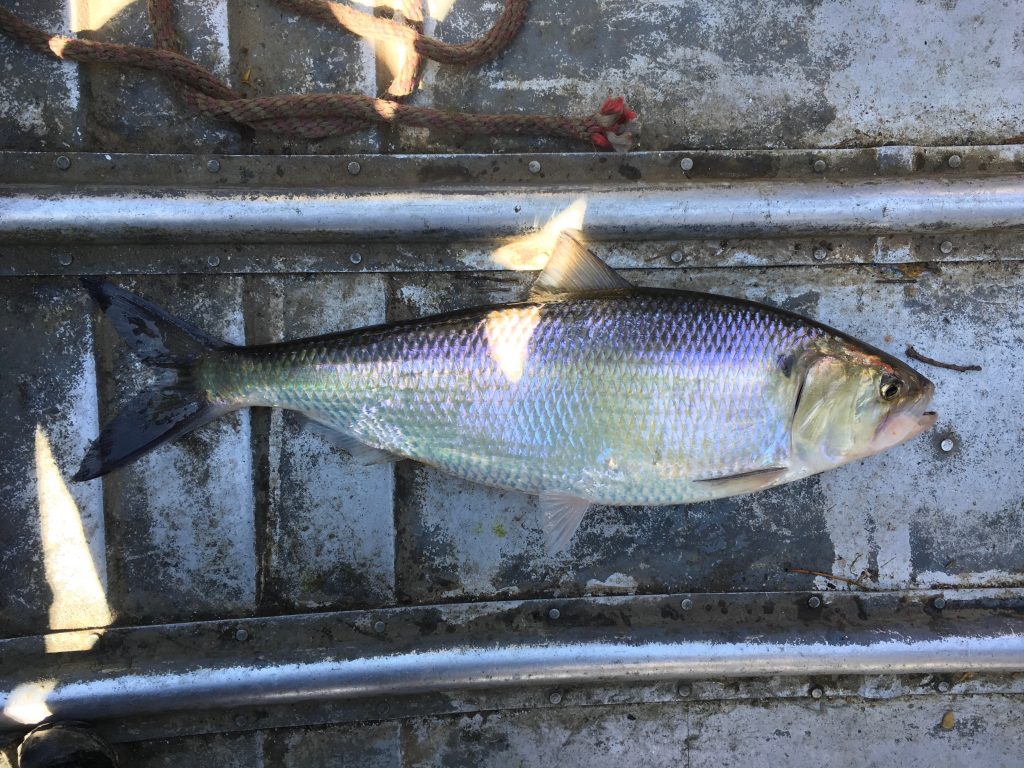 Species 84 — American Shad CaughtOvgard