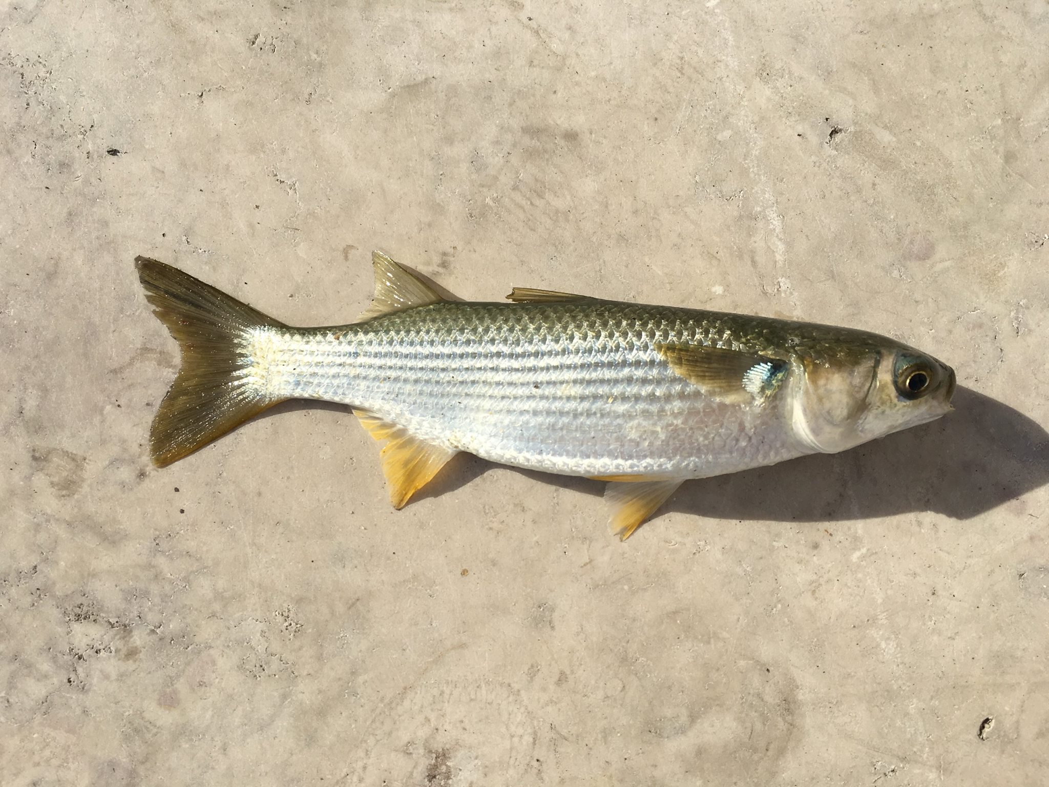 Species 78  Thicklip Gray Mullet  CaughtOvgard