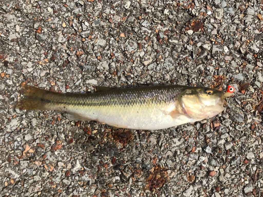 Species #91 — Creek Chub | CaughtOvgard