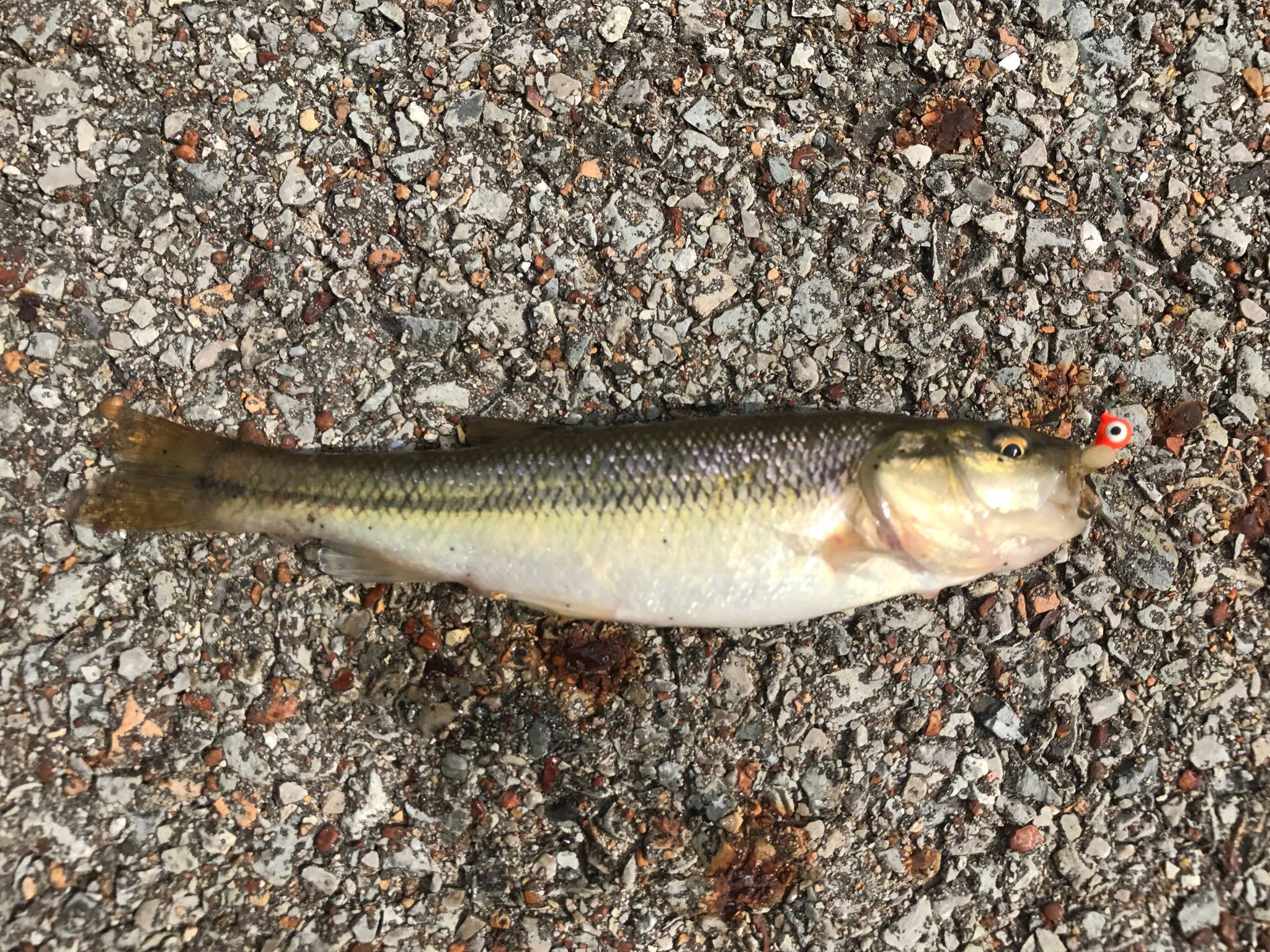 creek chub