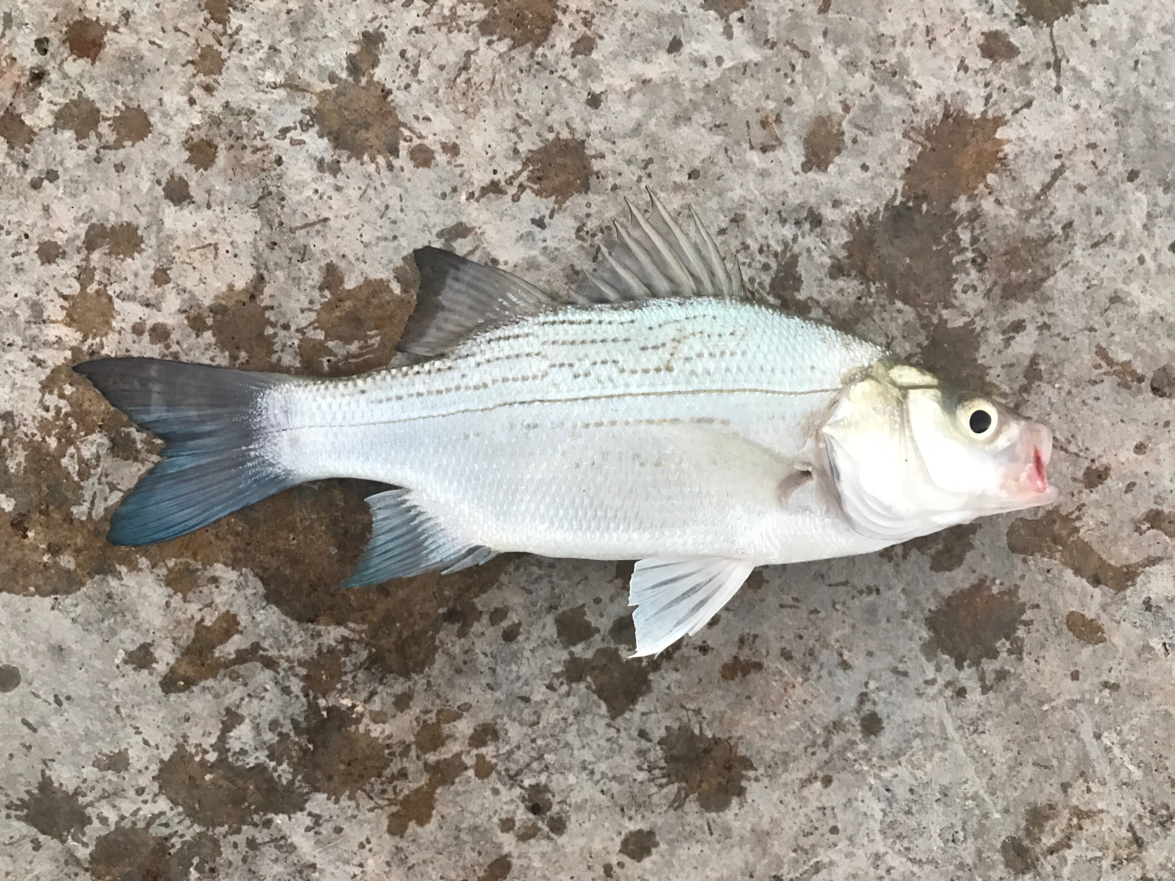 Species #86 — White Bass – CaughtOvgard