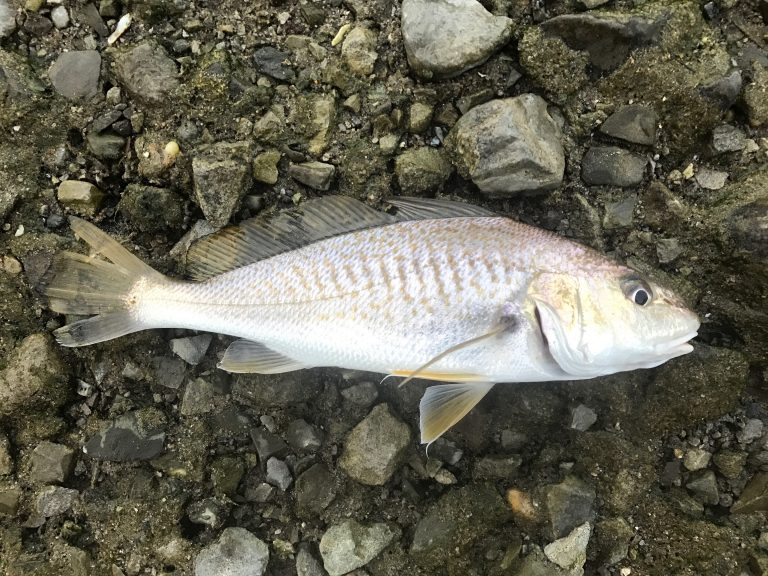 Species #97 — Atlantic Croaker – CaughtOvgard