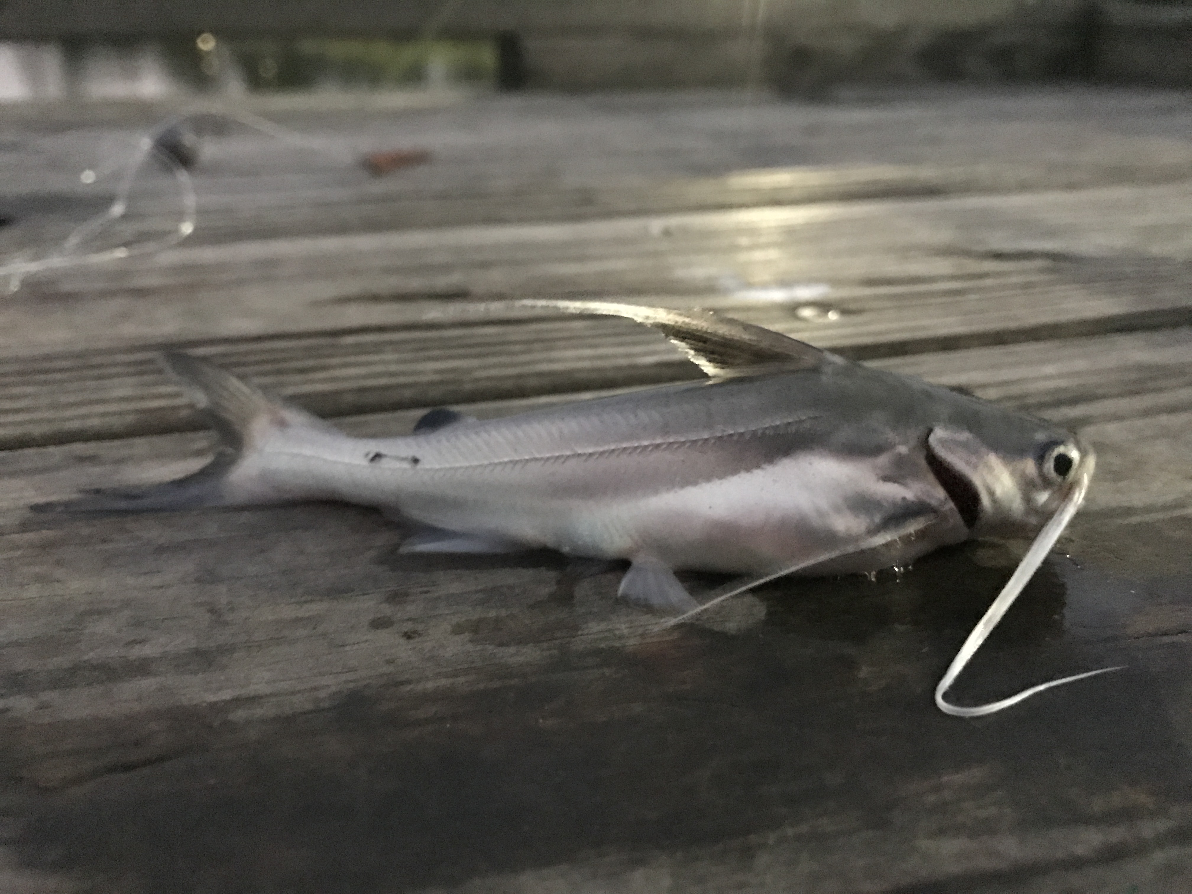 Species 100 — Gaftopsail Catfish CaughtOvgard