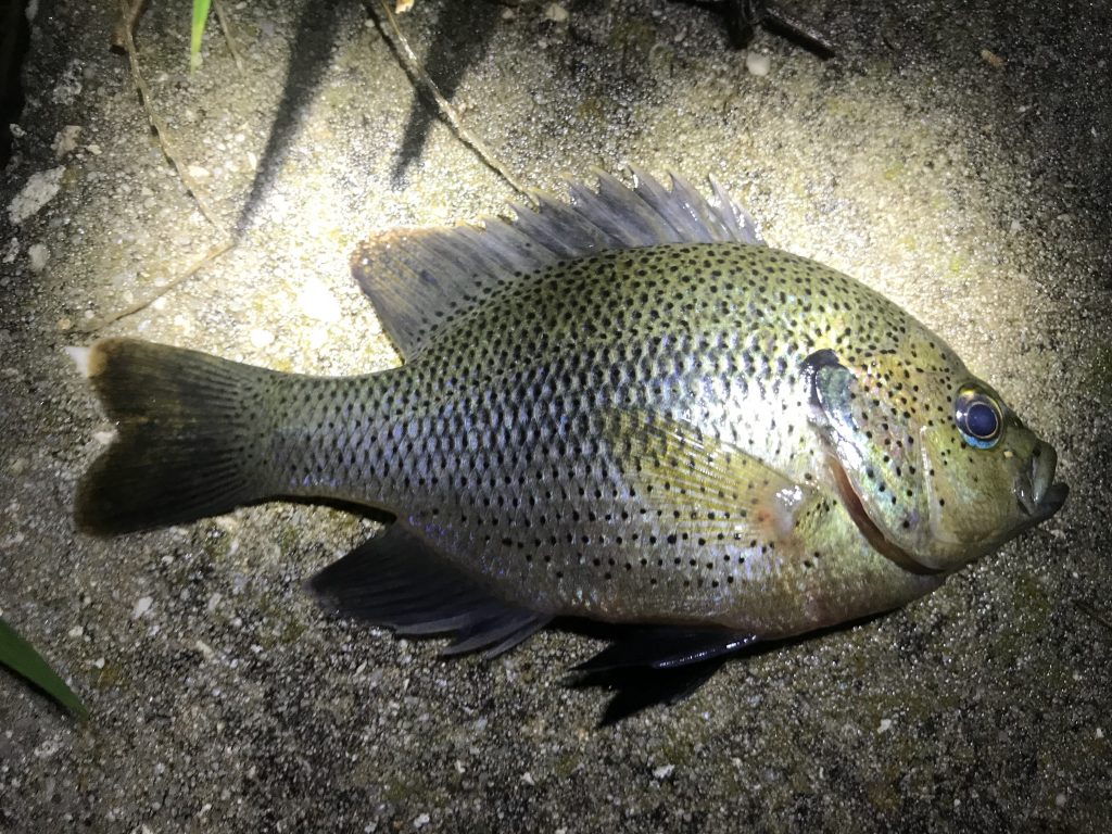 Species 92 Spotted Sunfish CaughtOvgard species-92-spotted-sunfish-caughtovgard