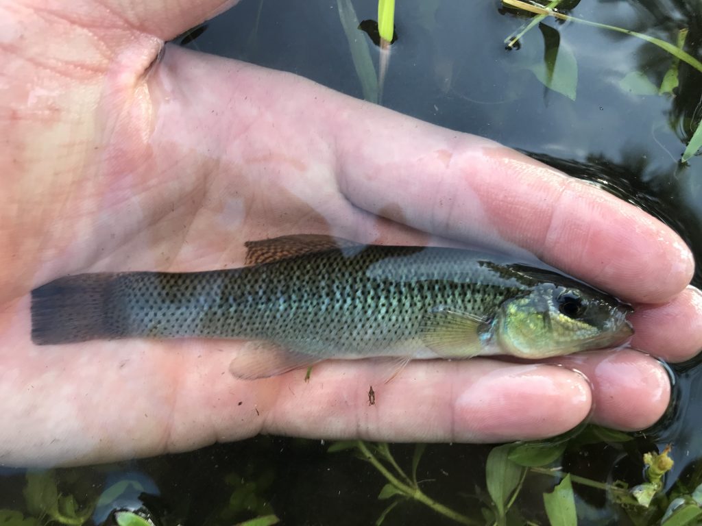 Species #137 — Seminole Killifish – CaughtOvgard