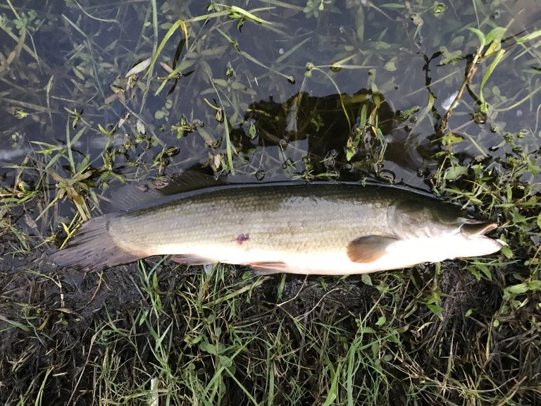 bowfin russet brown