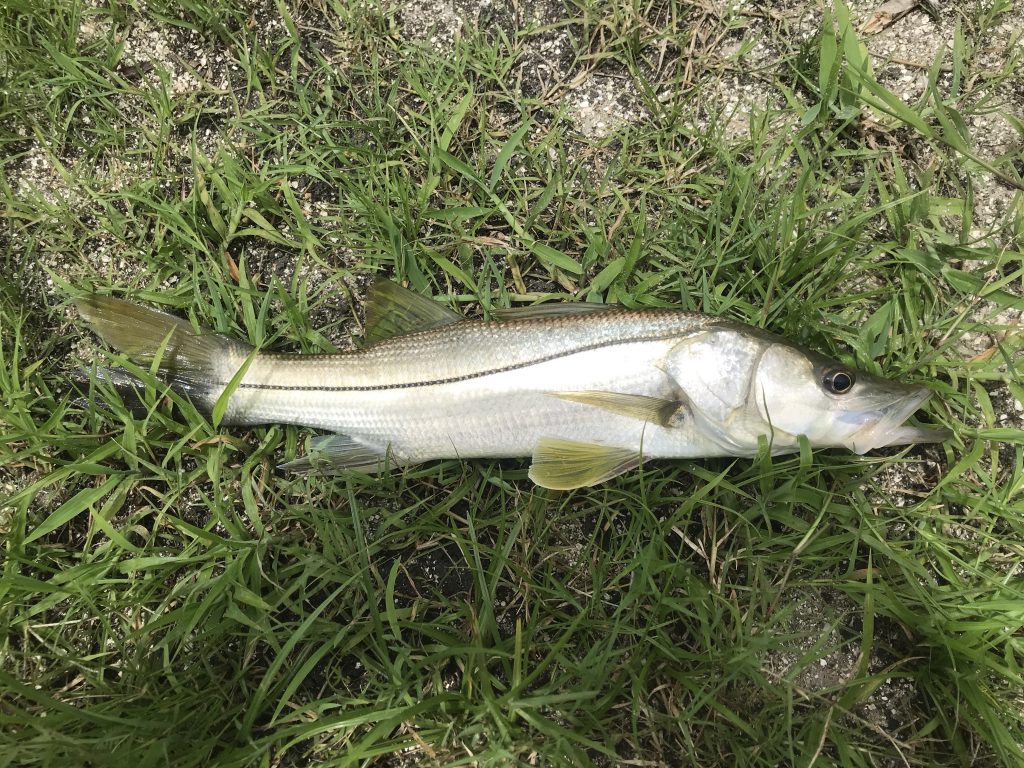 Species 145 — Common Snook CaughtOvgard
