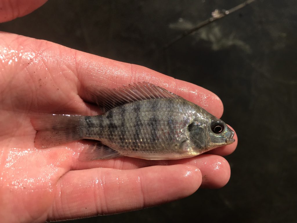 Species 109 — Blue Tilapia CaughtOvgard