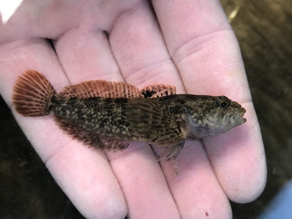 Species 115 — Reticulate Sculpin CaughtOvgard