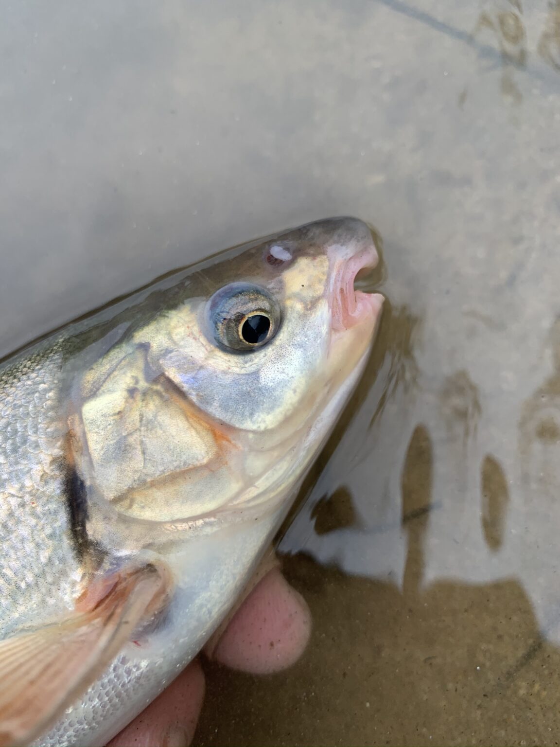 Species #118 — Chiselmouth – CaughtOvgard