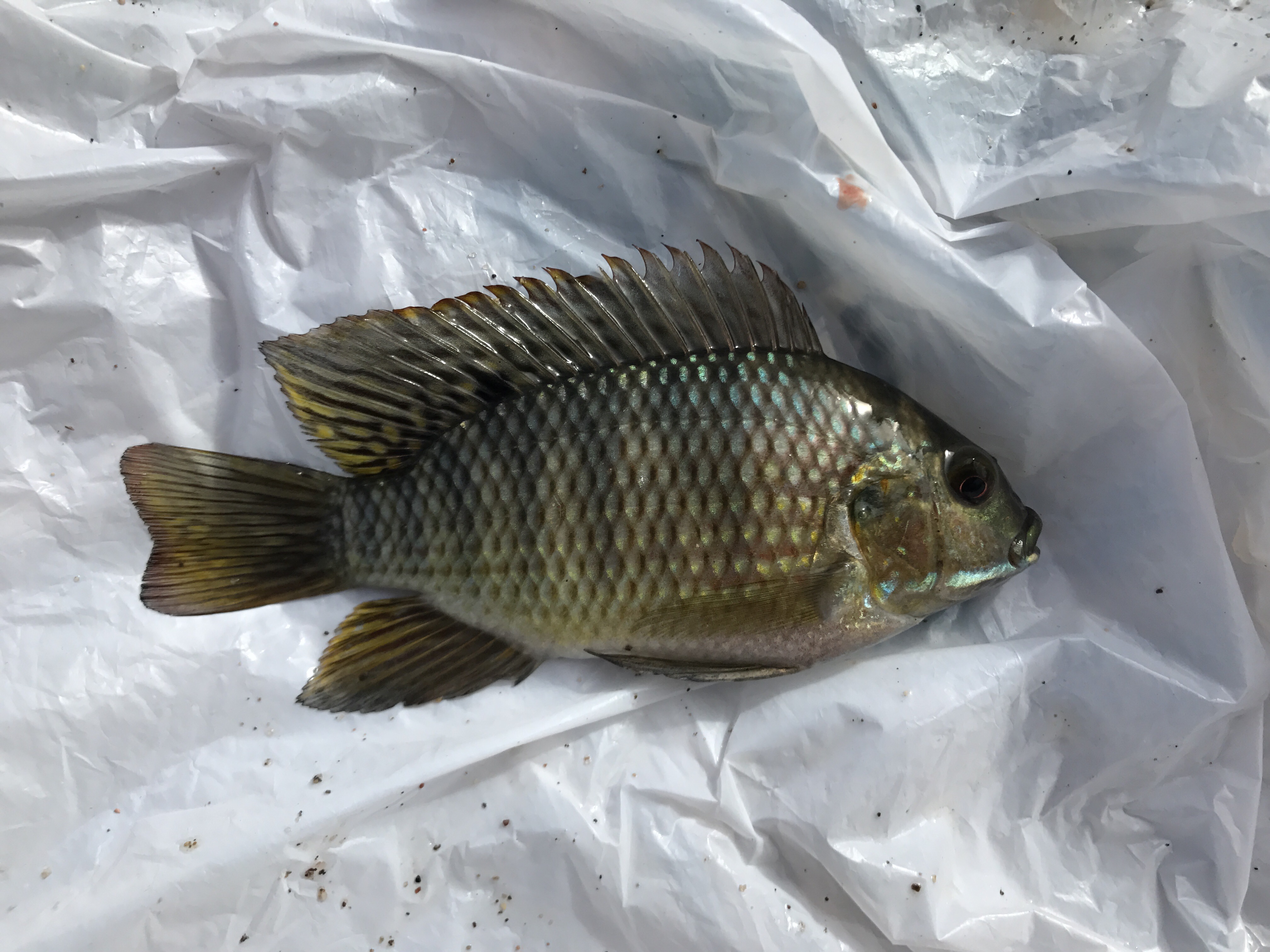 tilapia galilaea size