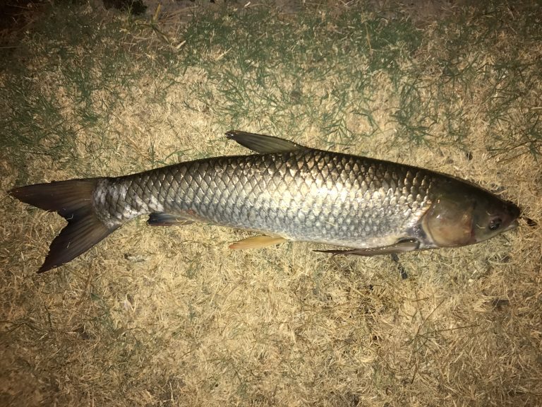 Species 111 — Grass Carp CaughtOvgard