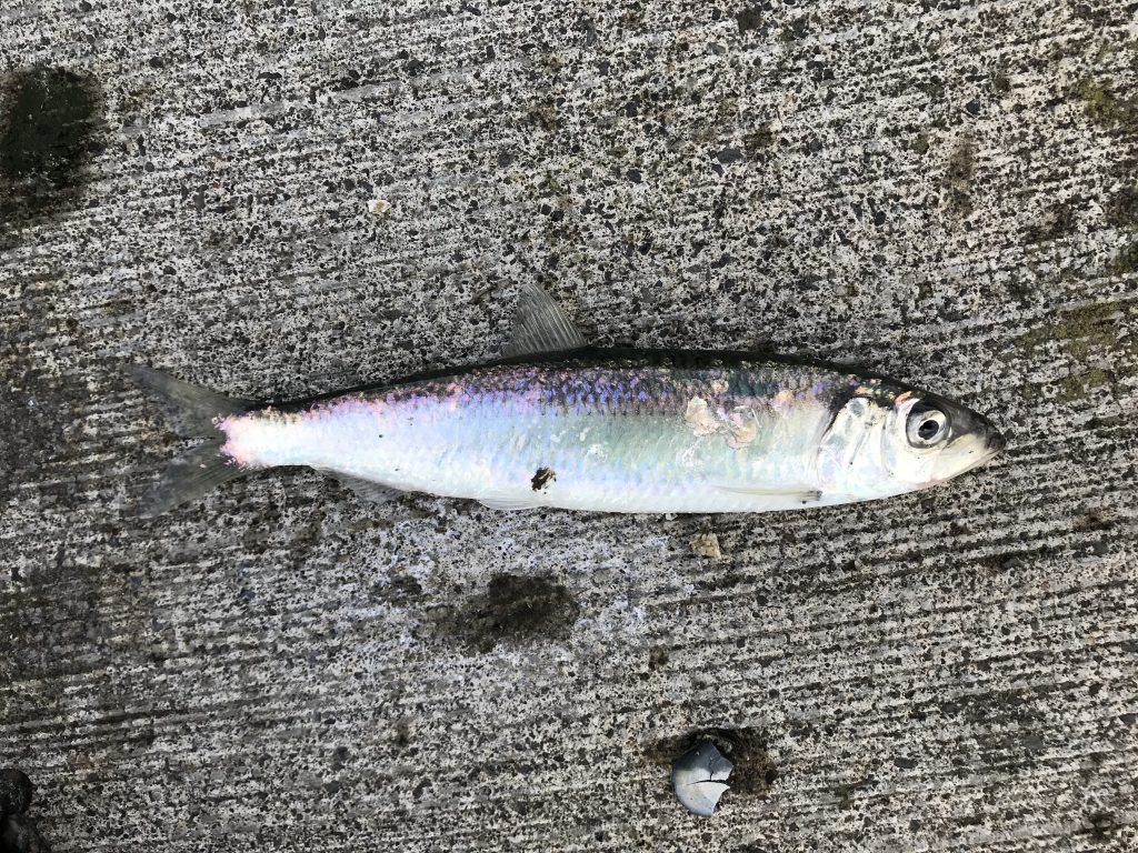 Species 120 — Pacific Herring CaughtOvgard