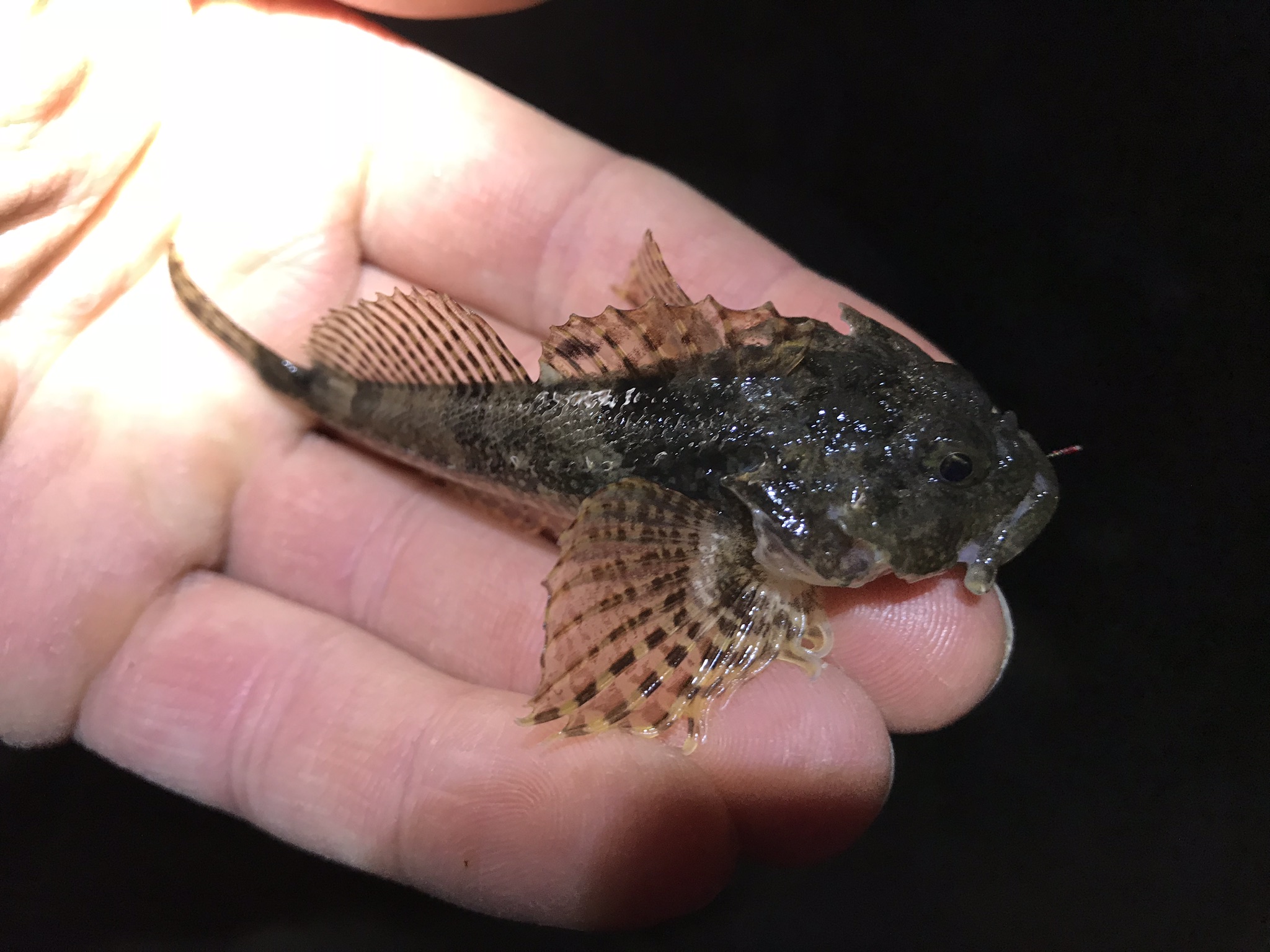 Species #121 — Padded Sculpin | CaughtOvgard