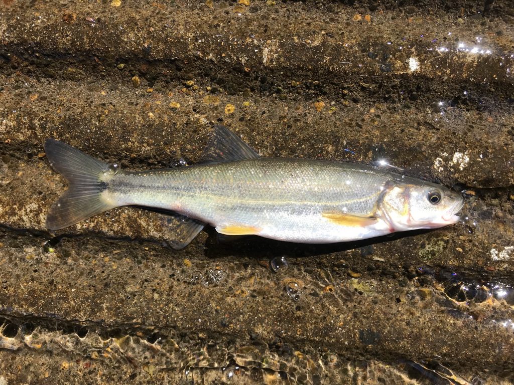 Species 131 — Umpqua Pikeminnow CaughtOvgard