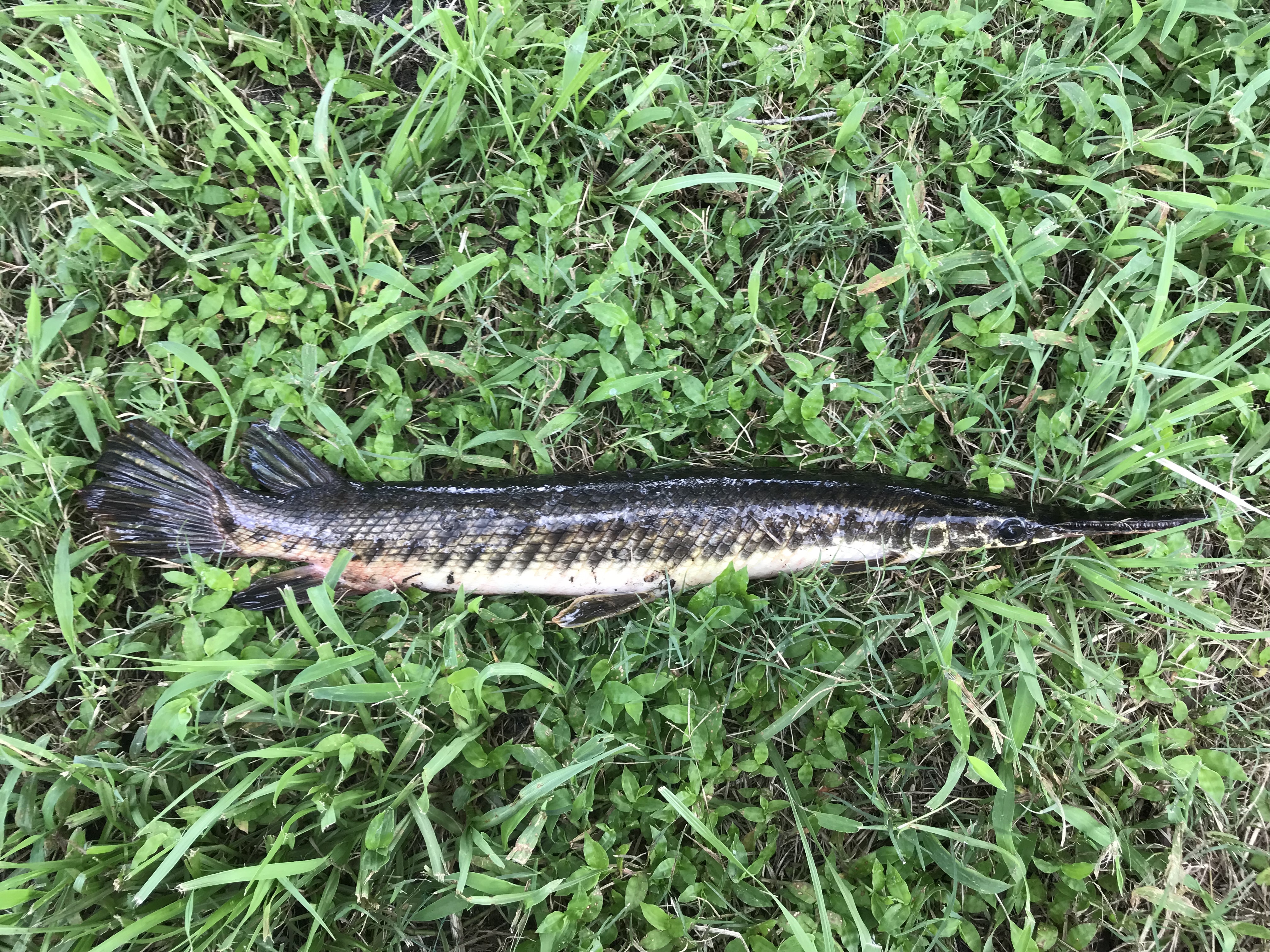 Species 135 — Florida Gar – CaughtOvgard