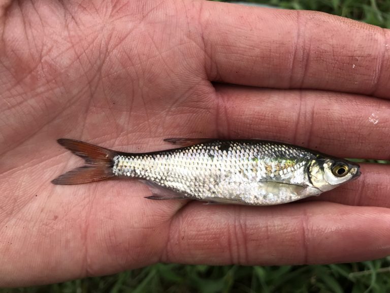 Species #150 — Golden Shiner – CaughtOvgard