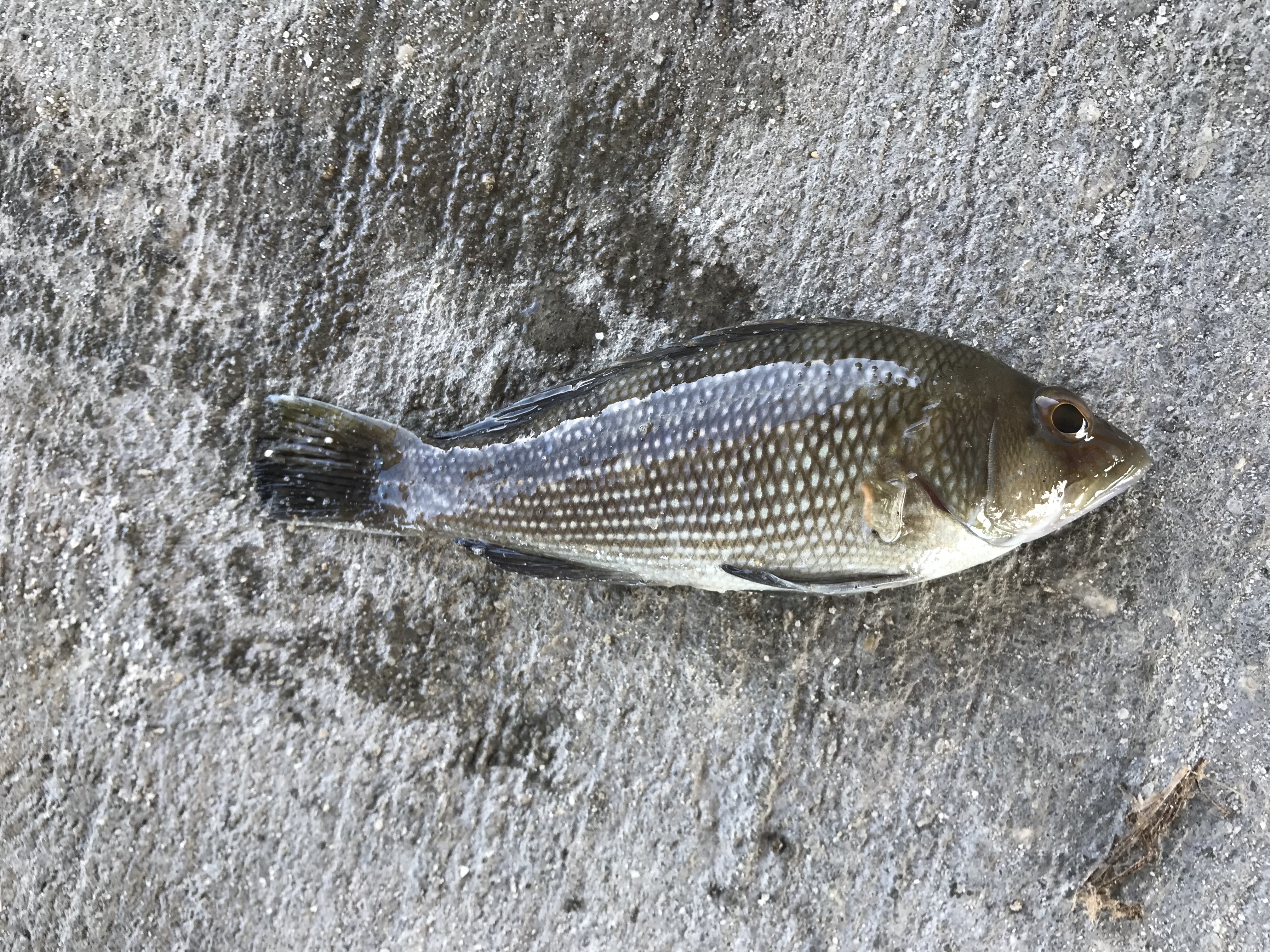 juvenile black sea bass