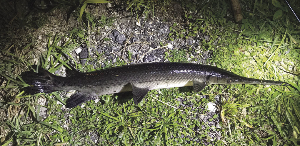 fishing planet unique longnose gar north carolina